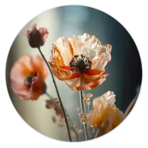 Papaver in het ochtendlicht