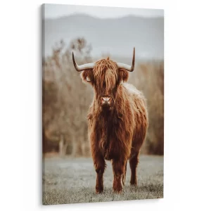 Schotse Hooglander in het veld