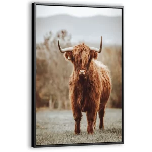 Schotse Hooglander in het veld