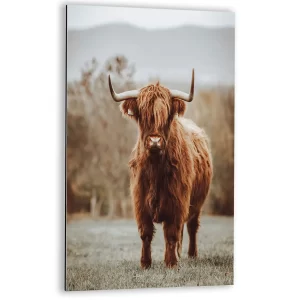 Schotse Hooglander in het veld