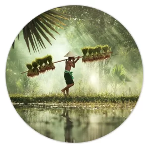 Rijstboer in ochtendlicht