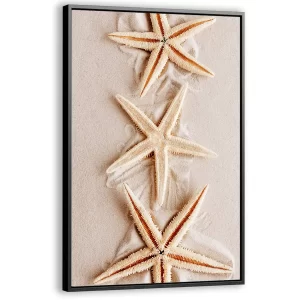 Zeesterren op zacht zand