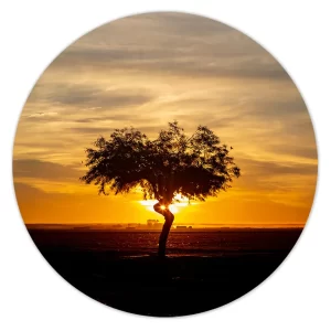 Eenzame boom in gouden licht