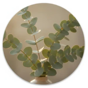 Eucalyptus takken in zacht tegenlicht