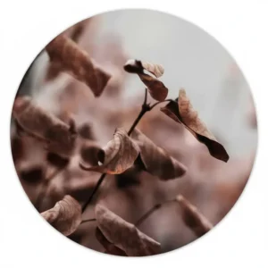 Gedroogde bloemen in warm licht