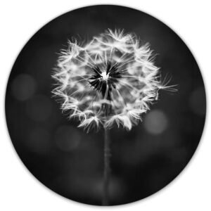 Paardenbloem in zwart-wit