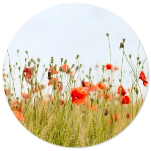 Klaprozen in een zacht zomerveld