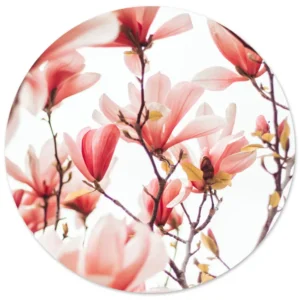 Magnolia bloesem in zachtroze