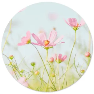 Cosmos in zachtroze lenteveld