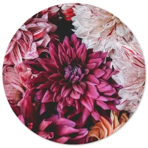 Dahlia’s in diepe bordeaux tinten