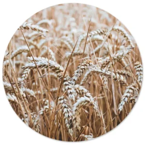 Tarweveld in warme natuurtinten