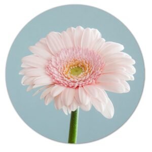 Gerbera op lichtblauwe achtergrond