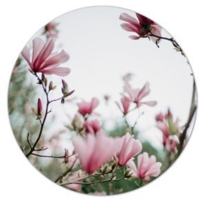 Magnolia in zachte roze tinten